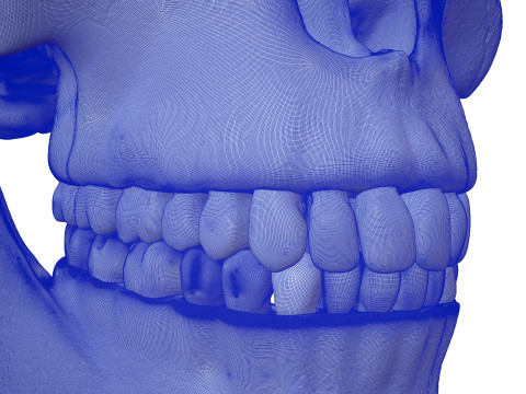 3D Detailed High and Low Poly Human Skull 3D 모델
