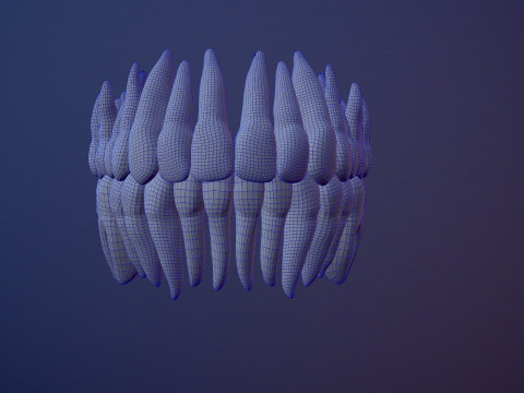 3D Detailed High and Low Poly Human Skull 3D 모델