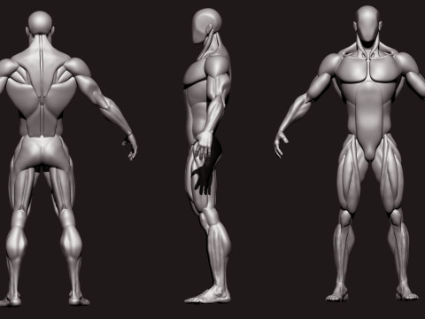 Stylized Human Body 3D Model