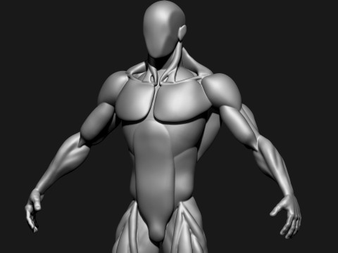 Stylized Human Body 3D Model