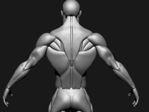 Stylized Human Body 3D Model