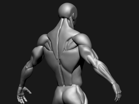 Stylized Human Body 3D Model