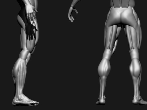 Stylized Human Body 3D Model