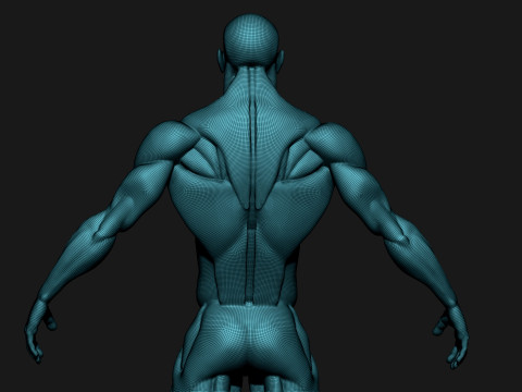Stylized Human Body 3D Model