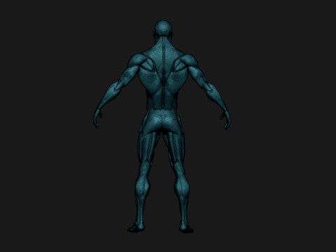 Stylized Human Body 3D Model