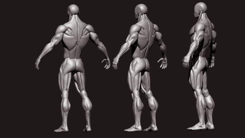 Stylized Human Body 3D Model .c4d .max .obj .3ds .fbx .stl .blend