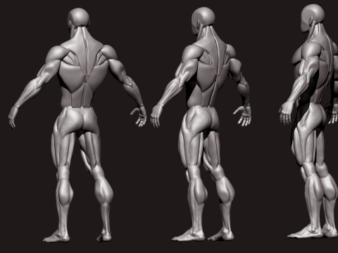 Stylized Human Body 3D Model