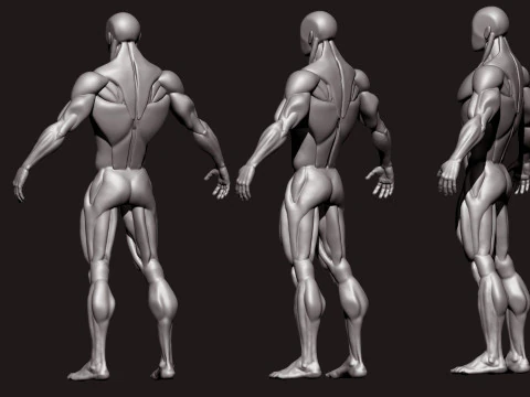 程式化的人体 3D 模型