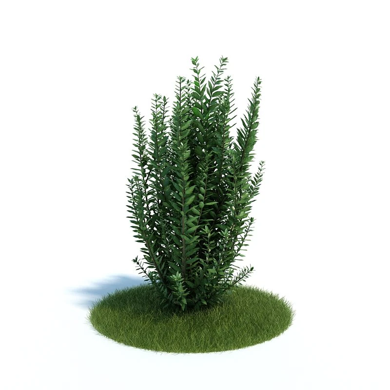 Ligustrum ovalifolium 3D Model .c4d .max .obj .3ds .fbx .stl .blend 