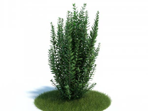 लिगुस्ट्रम ओवलिफोलियम 3D मॉडल