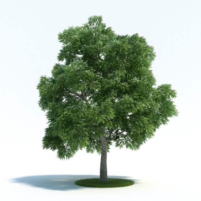 Sassafras 3D Model .c4d .max .obj .3ds .fbx .stl .blend 