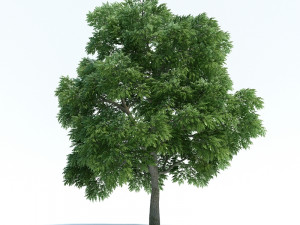 Sassafras 3D Model