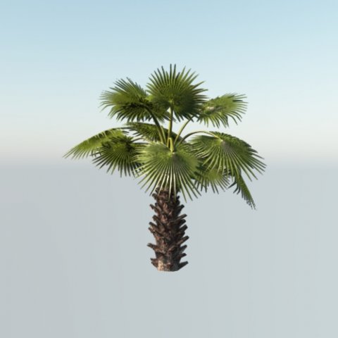 Mexican Palm Young 3D Model .c4d .max .obj .3ds .fbx .stl .blend 