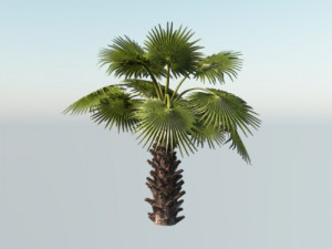 Mexican Palm Young 3D 模型
