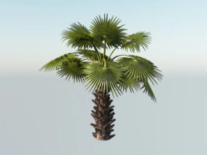 Palmeira Mexicana Jovem Modelo 3D
