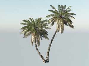 A palm with animation 3D 模型