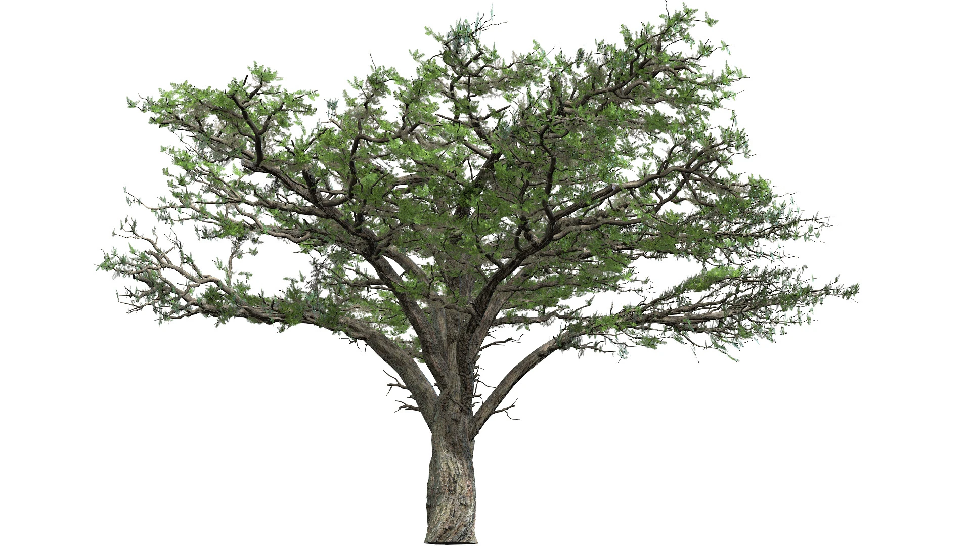 The Huge Plant Acacia 3D Model .c4d .max .obj .3ds .fbx .stl .blend 