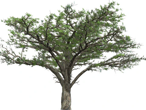 L'&eacute;norme acacia v&eacute;g&eacute;tal Modèle 3D