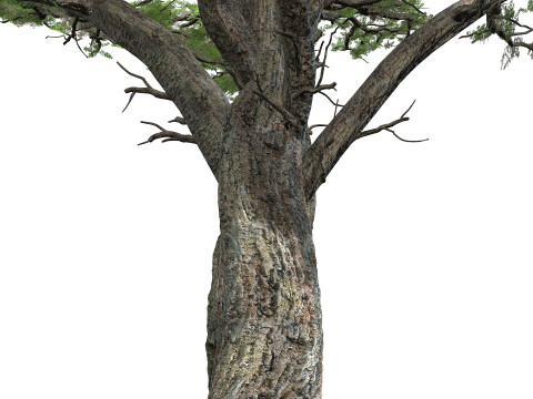 The Huge Plant Acacia Model 3D