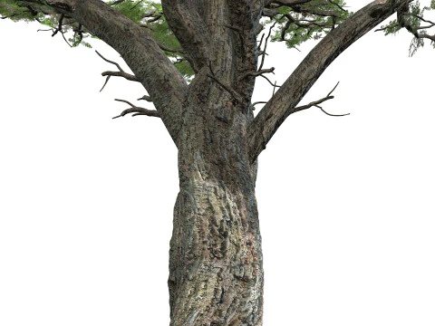 The Huge Plant Acacia 3D Model