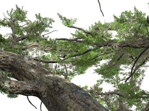 The Huge Plant Acacia Model 3D