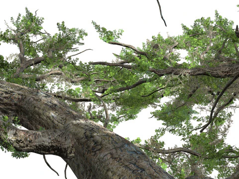 The Huge Plant Acacia 3D Model