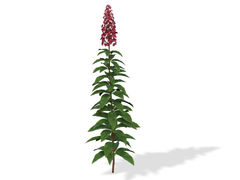 Animated Hydrangea Plant - Enhance Your Spaces with Realism and Sophistication 3D 模型