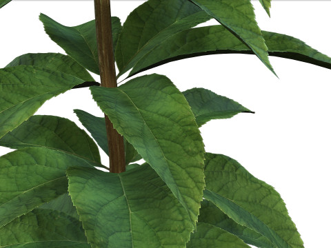 Animated Hydrangea Plant - Enhance Your Spaces with Realism and Sophistication 3D Модель
