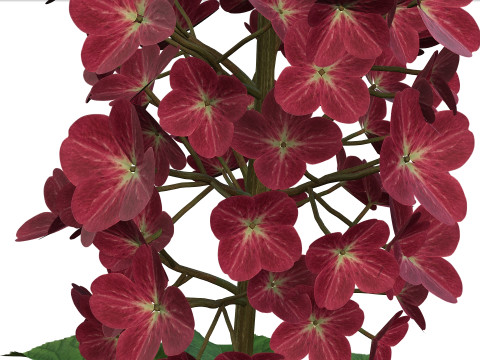 Animated Hydrangea Plant - Enhance Your Spaces with Realism and Sophistication 3D Модель