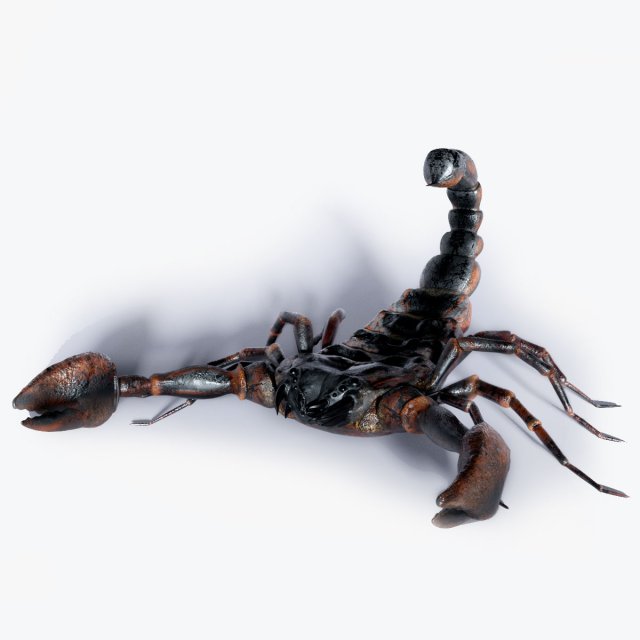Scorpion 3D 模型 .c4d .max .obj .3ds .fbx .stl .blend 