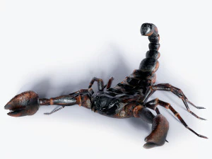 Schorpioen 3D Model