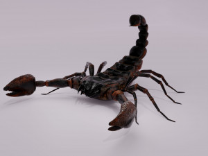 Scorpion 3D 模型