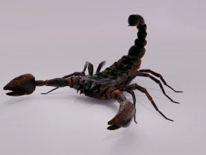 Scorpion 3D Model