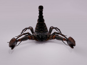 Scorpion 3D 模型
