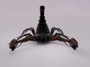 Scorpion 3D Model