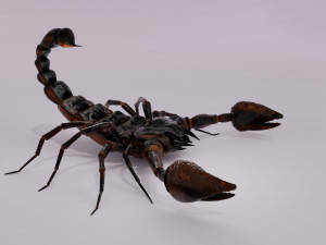 Scorpion 3D 模型