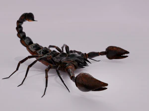 Scorpion 3D Model