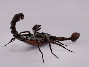 Scorpion 3D 模型