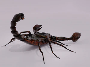 Scorpion 3D Model