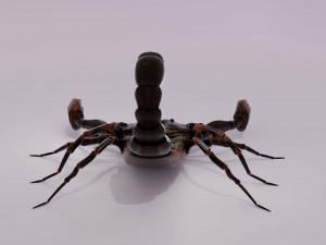 Scorpion 3D 模型