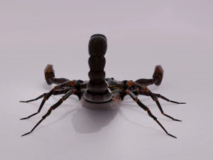 Scorpion 3D Model