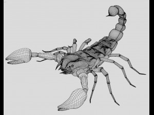 Scorpion 3D 模型