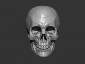 Scull 3D Print Model