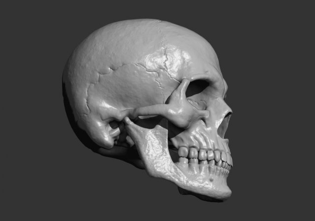 Scull 3D Принт Модель .c4d .max .obj .3ds .fbx .stl .blend 