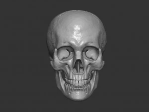Scull 3D Print Model