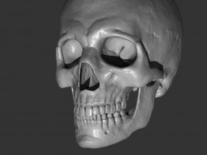 Scull 3D Print Model