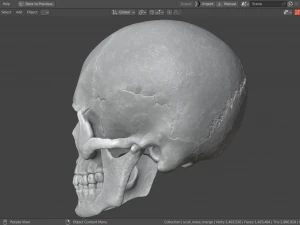 Scull 3D Print Model
