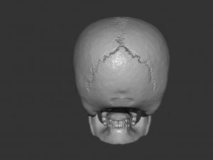 Scull 3D Print Model