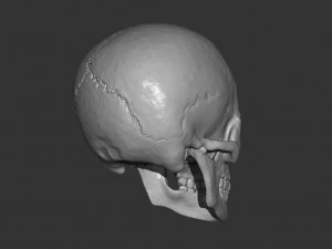 Scull 3D Print Model