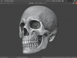 Scull 3D Print Model